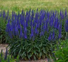 Maybe you would like to learn more about one of these? Top 20 Blue Flowers For Your Garden Garden Design