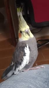 Birds That Start With O Pipoca O Passaro Calopsita Australian Birds Cockatiel Animals