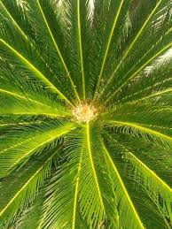 Image result for Cycadaceae