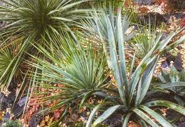 Explore our expertly crafted products designed to make your kitchen and home uniquely you 18 Unusual Yucca Plant Varieties With Care Tips Gardening Chores