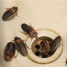 Amigos, las plagas de las chiripas se llegan a encontrar en los fregaderos, las estufas de las cocinas, e incluso en los baños. Como Eliminar Hormigas Y Cucarachas En Casa Ocu
