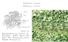 Image result for Pontederia crassipes