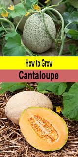 Why does my fruit have a bitter or poor flavor? How To Grow Cantaloupe