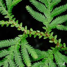 Image result for Selaginella nivea
