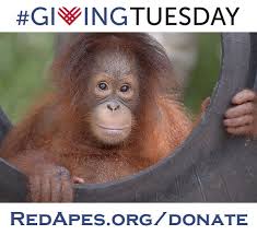 Givingtuesday Image Featuring Baby Orangutan Cinta From Bos Nyaru Menteng Adopt Her Today Http Redapes Org Adopt Baby Orangutan Orangutan Cute Animals