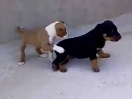 rottweiler vs pitbull best fight ever pitbulls rottweiler rottie