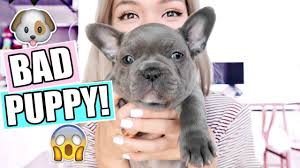 Founded in 1897, the french bull dog club of america (fbdca) is the oldest club in the world dedicated to the french bulldog breed. Puppy Gets In Big Big Trouble Uh Oh Youtube