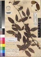 Image result for Landolphia buchananii