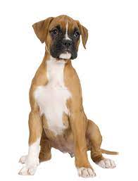 Png Transparent Dog Recherche Google Boxer Dogs Boxer Puppies Dog Gravy