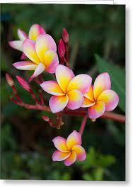 Pink Frangipani Flowers By Amornthep Chotchuang In 2020 Beautiful Flowers Photography Plumeria Flowers Most Beautiful Flowers