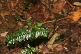 Image result for Asplenium normale