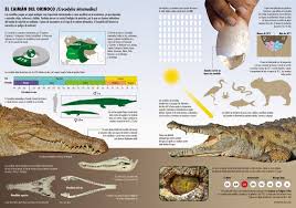 The Orinoco Crocodile Visualoop Placemat Design Animal Dictionary Design Museum