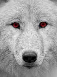 Pin On Wolf Quotes