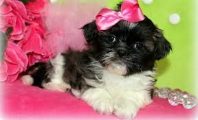 Check spelling or type a new query. Shih Tzu Puppy For Sale Adoption Rescue For Sale In Alexandria Louisiana Classified Americanlisted Com