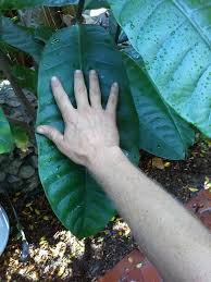 Image result for Tabernaemontana crassa