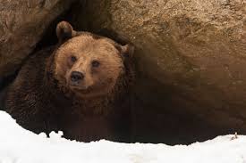 Image result for hibernation photos