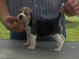 Beagle puppies for sale and dogs for adoption in oregon, or. Outstanding Available Beagle Puppies For Sale In Portland Oregon Classified Americanlisted Com