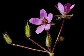 Image result for Geraniaceae