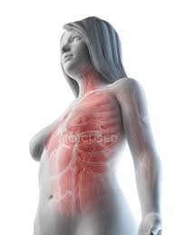 The bones of the upper limb can be divided into four main groups: Female Upper Body Muscles Low Angle View Computer Illustration Transparent Normal Stock Photo 312139756