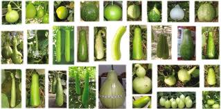 Image result for Lagenaria rufa