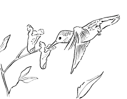 Each printable highlights a word that starts. Hummingbird Coloring Page Art Starts