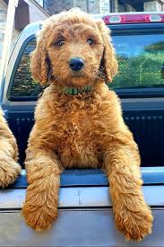 Standard & medium size goldendoodle s ranging in size from 35 to 65 lbs as adults. F8hw8qh8srcnem