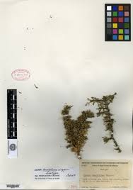 Image result for Lycium mascarenense