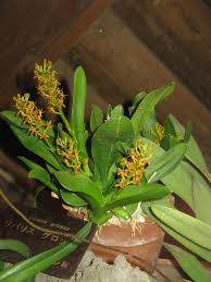 Image result for Liparis harketii