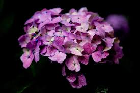 Die hortensie ist in den hiesigen gärten eine sehr beliebte gartenpflanze, welche mit zauberhaften blüten betört. Hortensien Dungen Tipps Und Tricks Fur Eine Besondere Blutenpracht Gartenspring