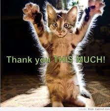 Thank You Funny Animal Photos Kittens Cutest Cute Animals