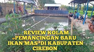 Review Kolam Pemancingan Baru Ikan Mas Di Kabupaten Cirebon Youtube