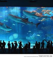 Kuroshio Sea One Of The Most Beautiful Aquariums In The World Aquarium Amazing Aquariums Places To Visit