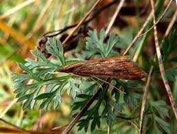 Udea ferrugalis est présent en europe, en afrique et en asie.il est répandu dans toute la france métropolitaine 2. Image Udea Ferrugalis Rusty Dot Pearl Biolib Cz