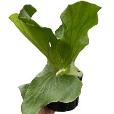 Image result for Platycerium elephantotis