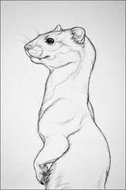 Tumblr N2u2x70hky1rjw0mwo3 250 Jpg 250 377 Desenhos De Animais Realistas Esbocos De Animais Desenho Canino