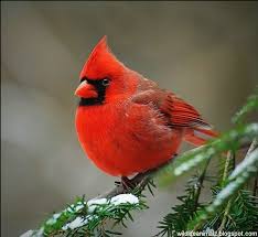 Red Birds That Look Like Cardinals Red Robin Bird Cardinal The Beautiful Red Birds Of America The Wildlife Beautiful Birds Cardinal Birds Pet Birds