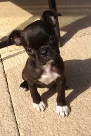 New york is a great state to find a large selection of puppies for sale. 84 Bug Bugg Dogs Boston Terrier Pug Mix Ideas Boston Terrier Pug Pug Mix Dogs