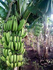 Banana Banana Seeds Banana Fruit