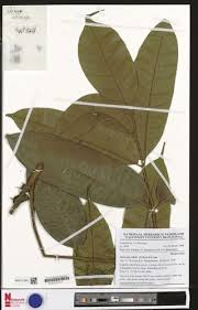 Image result for Pachylobus edulis