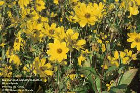 Image result for Bidens burundiensis