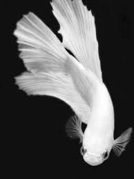 Tales Of The Night Whisperer Grumpy Fish Is Grumpy Betta Fish Betta Siamese Fighting Fish