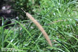 Image result for Cenchrus macrourus