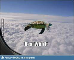 Flying Turtle Funny Animals With Captions Funny Animal Pictures Animal Captions