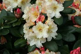 Rhododendron Horizon Monarch Close Jpg Lush Leaves Rhododendron Yellow Flowers