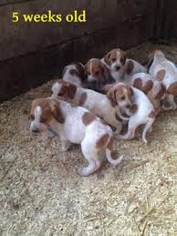 Check spelling or type a new query. Ukc English Coonhound Pets And Animals For Sale Usa