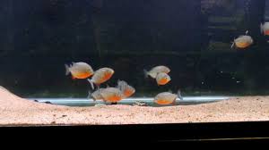 Red Belly Piranha Care Size Lifespan Tankmates Feeding