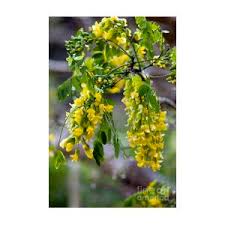 Image result for Calpurnia aurea