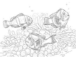 Great for coloring pages, diy projects, sewing and quilting, crafts, vinyl cutting, screen … Small Clown Fish Coloring Page Free Printable Coloring Pages For Kids