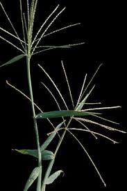 Image result for Digitaria maitlandii