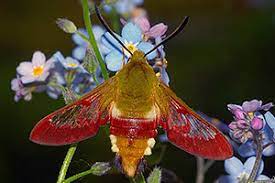 Der hummelschwärmer | die hummelschwärmer. Hummelschwarmer Hemaris Fuciformis Www Natur In Nrw De